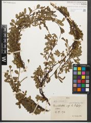 Foto von Salix retusa L.